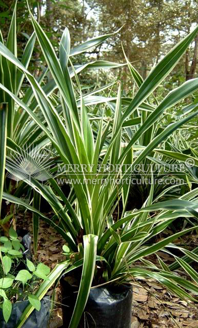 Pandanus tectorius cultivar (Green white)